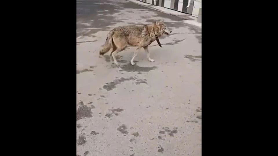 Фото: скриншот из видео мэрии