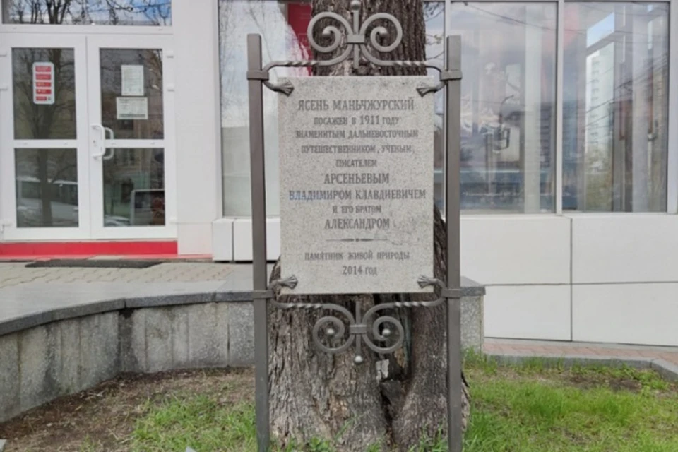 Хабаровский ясень прошел на всероссийский конкурс. Фото: пресс-служба правительства Хабаровского края.