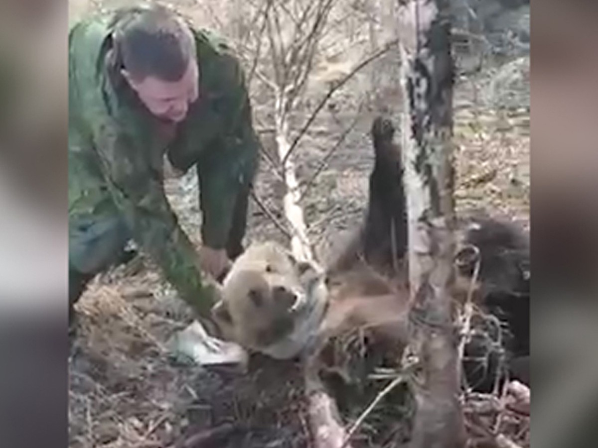 Жестокая самодельная ловушка на медведя найдена в лесу у Петропавловска-Камчатского