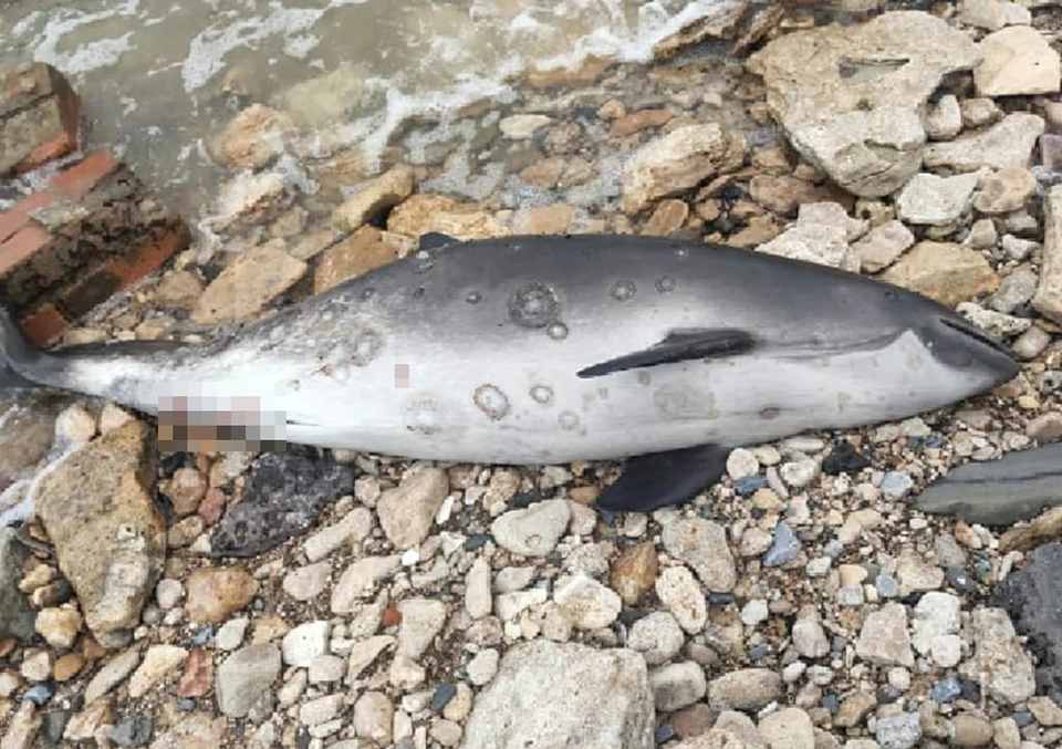 Тупомордого дельфина нашли в Богудонии. Фото: Виталий Гаврилов, instagram.com/bogudonia/