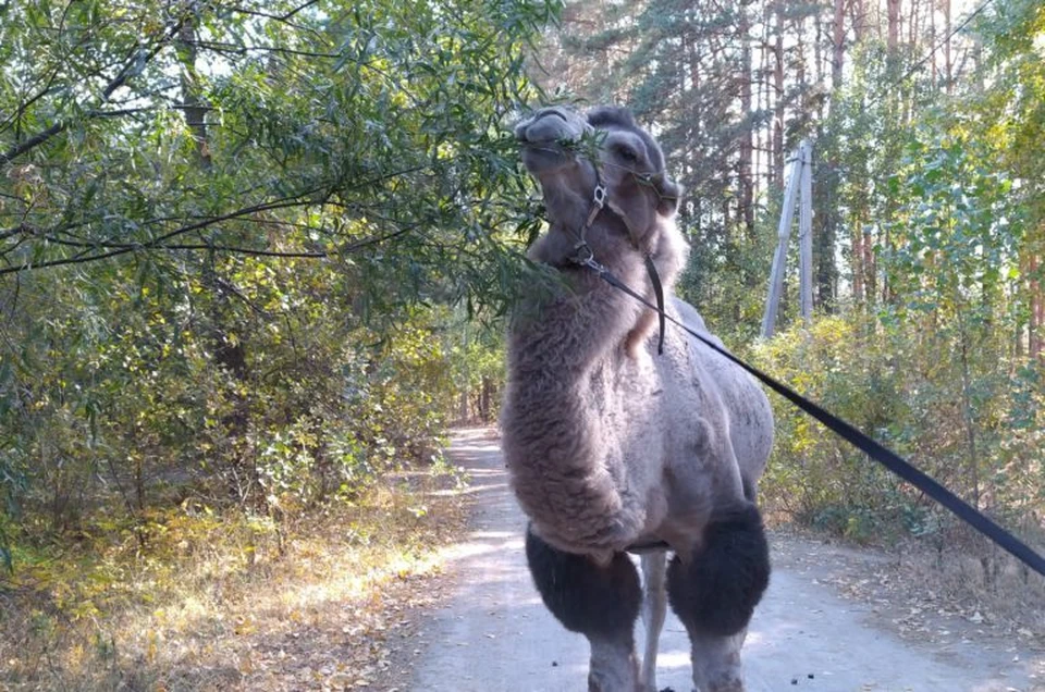 Фото с сайта Воронежского зоопарка