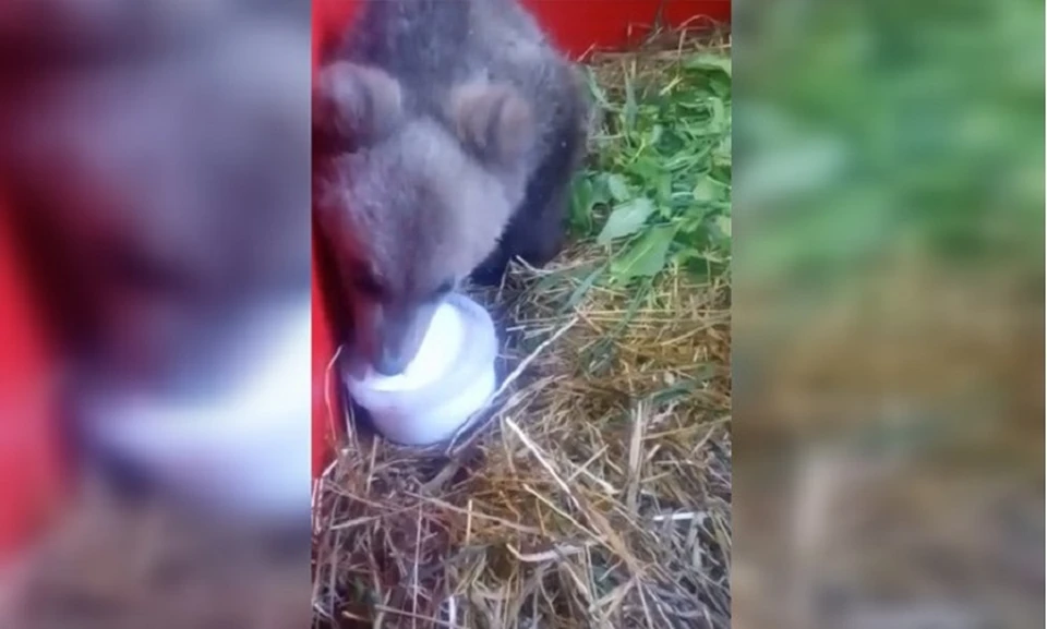 Фото: скриншот видео