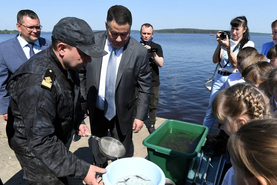 Игорь Руденя вместе со школьниками помог выпустить в Волгу в Калязине 13 тысяч мальков стерляди. Фото: ПТО