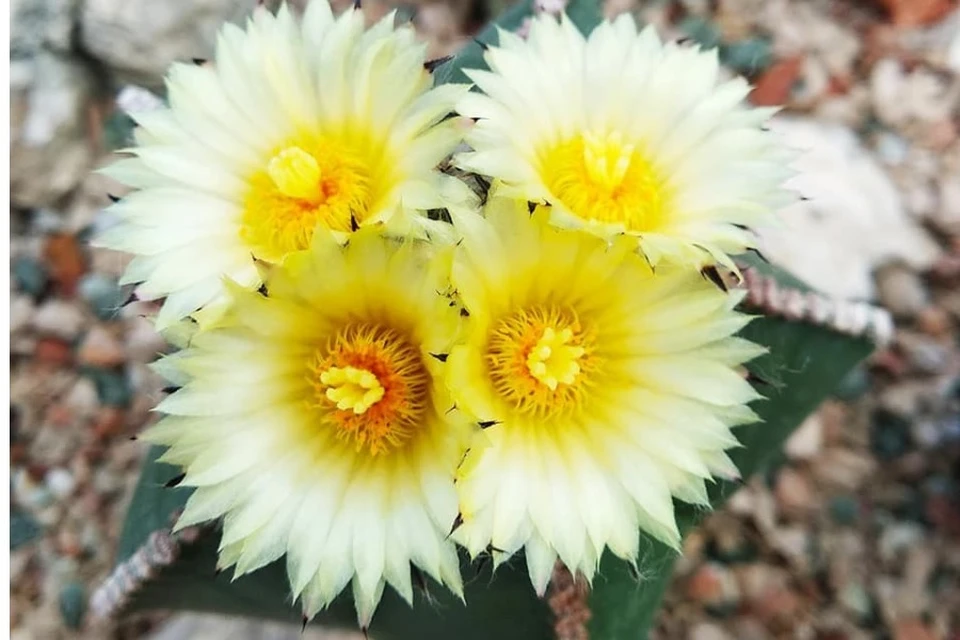 Кактусы в цвету выглядят весьма эффектно. Фото: Елена Чичканова/ Никитский ботанический сад (НБС-ННЦ РАН)/VK