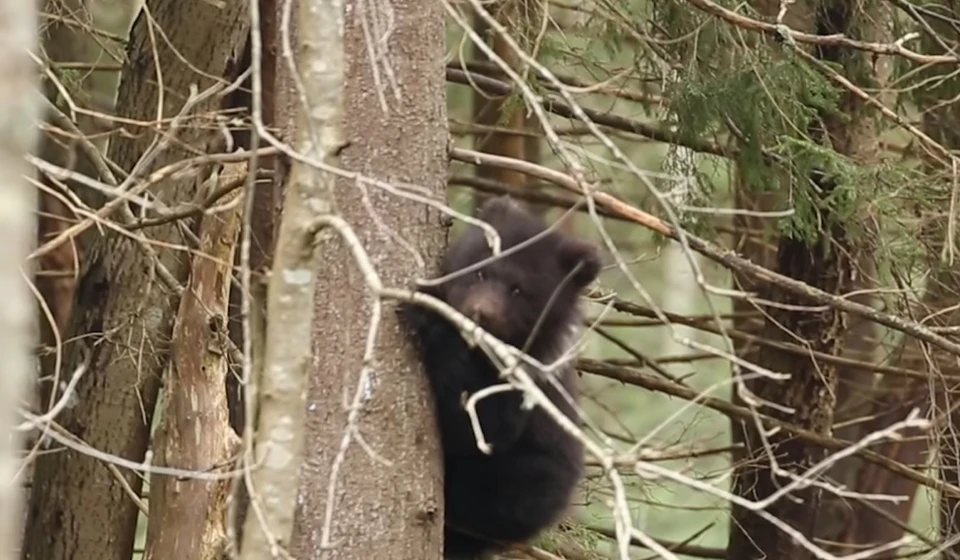 Фото: кадр видео