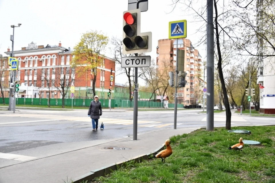 В Краснодаре к 1 сентября 37 пешеходных перекрестков оборудуют современными светофорами