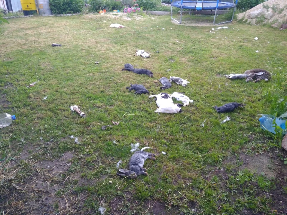 В Пронске три собаки зарезали 18 кроликов. Фото: паблик "В Пронске" | Вадим Bapx2 Илюшин