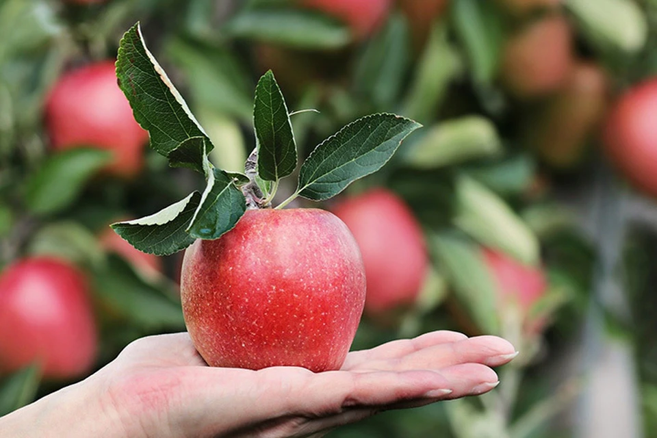 И сколько свежих фруктов ижевчане должны съедать в сутки Фото: pixabay.com
