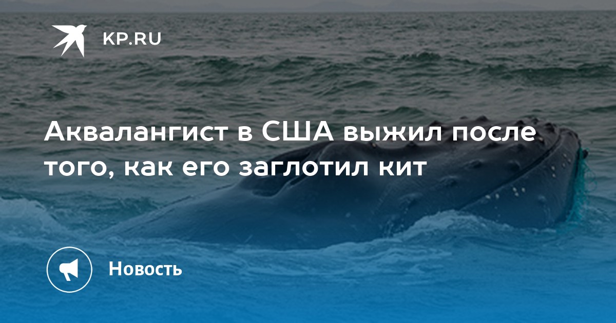 Аквалангист в сша выжил после того как его проглотил кит