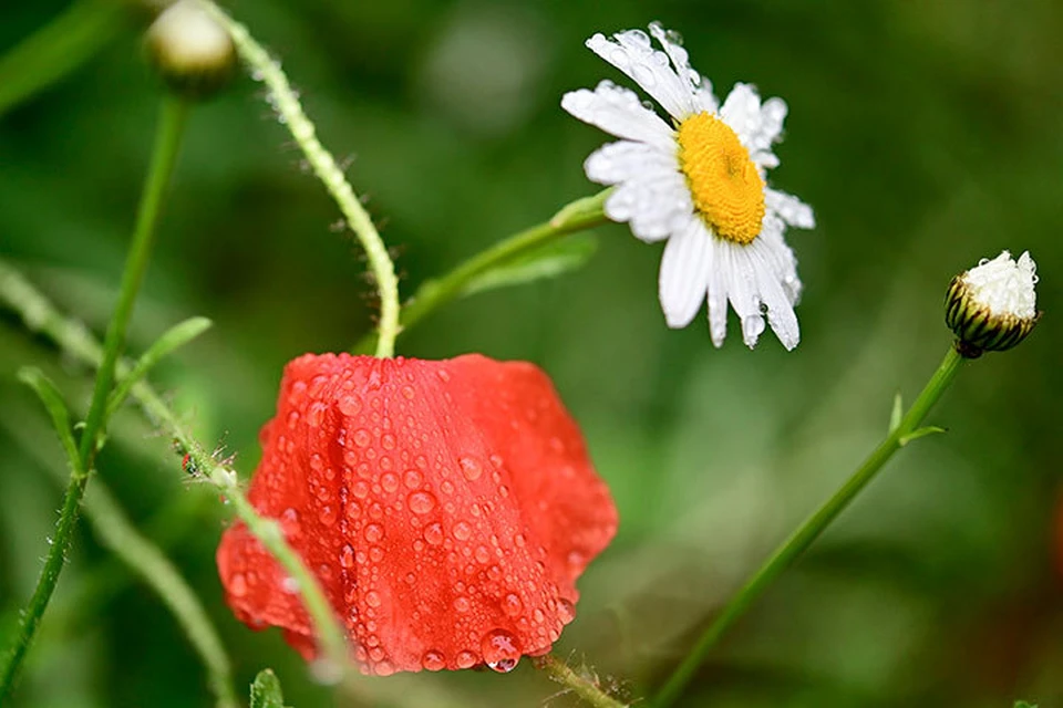 Не забудьте взять зонты. Фото: pixabay.com