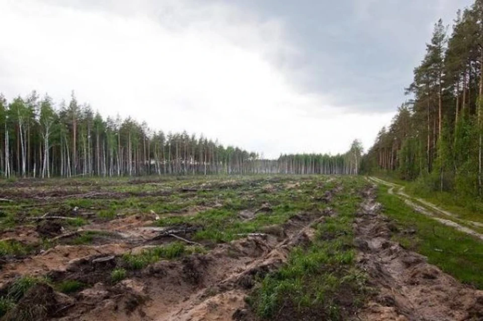 Восстановить лес после рубки на площади больше тысячи гектаров обяжут предпринимателей в Баяндаевском и Качугском районах. Фото: Байкальская межрегиональная природоохранная прокуратура