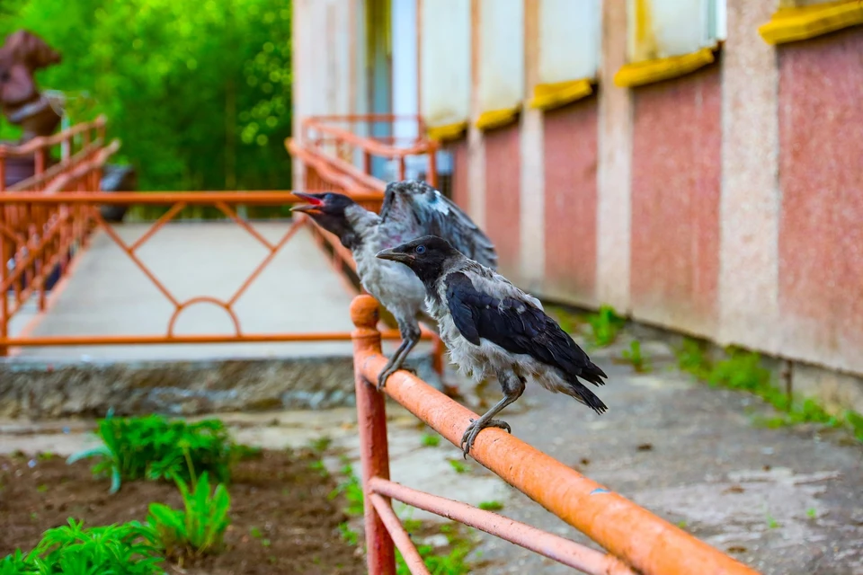 Фото: 5 канал