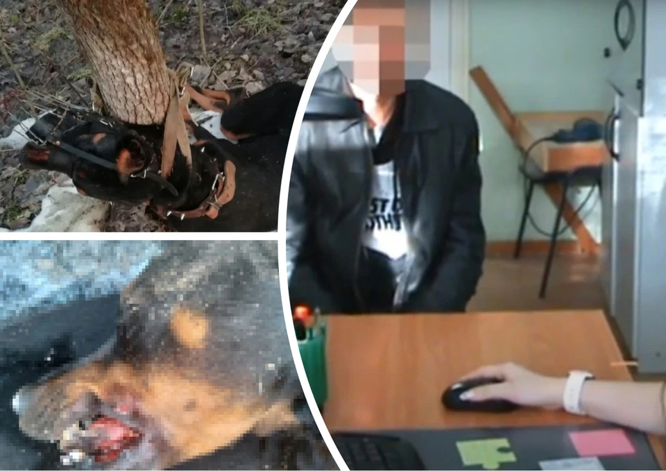 Фото: приют «Друг», скриншот видео