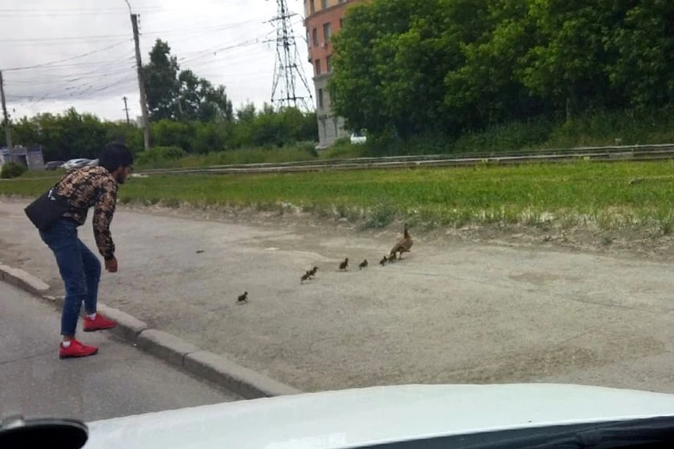 Таксист помог птицам перейти дорогу.