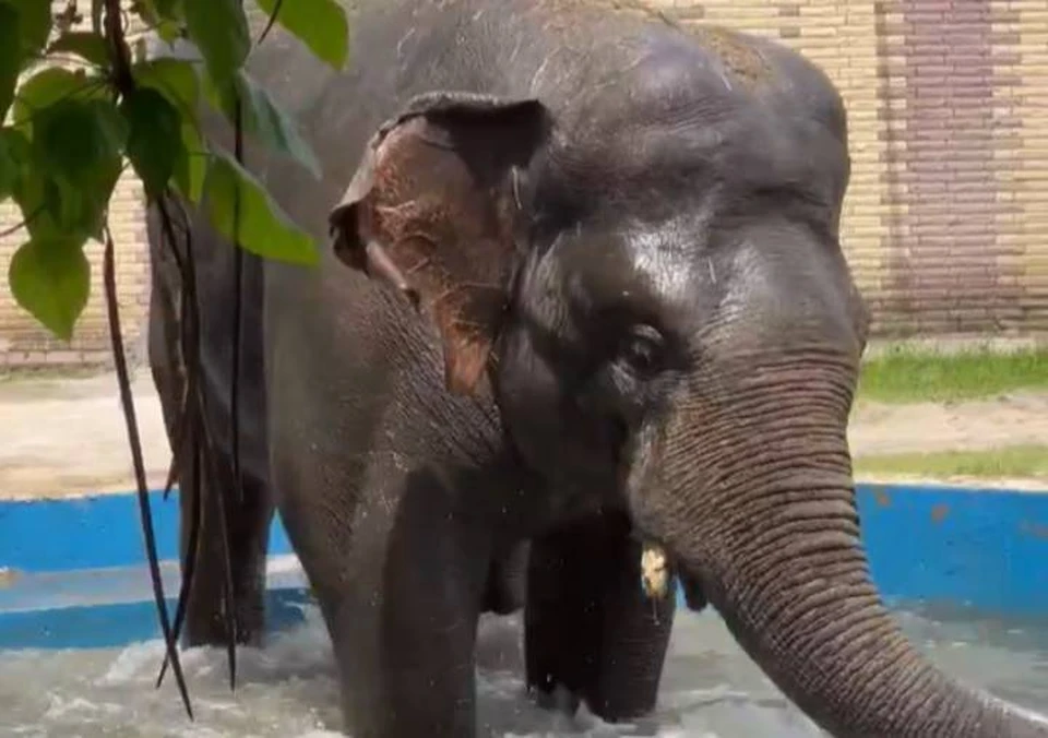 Слон по кличке Юма обожает водные процедуры. Фото: пресс-служба зоопарка в Ростове-на-Дону