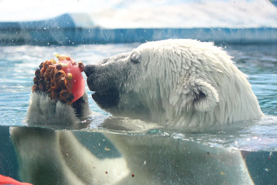 Из-за аномальной жары обитателей нижегородского зоопарка угостили фруктовым льдом.