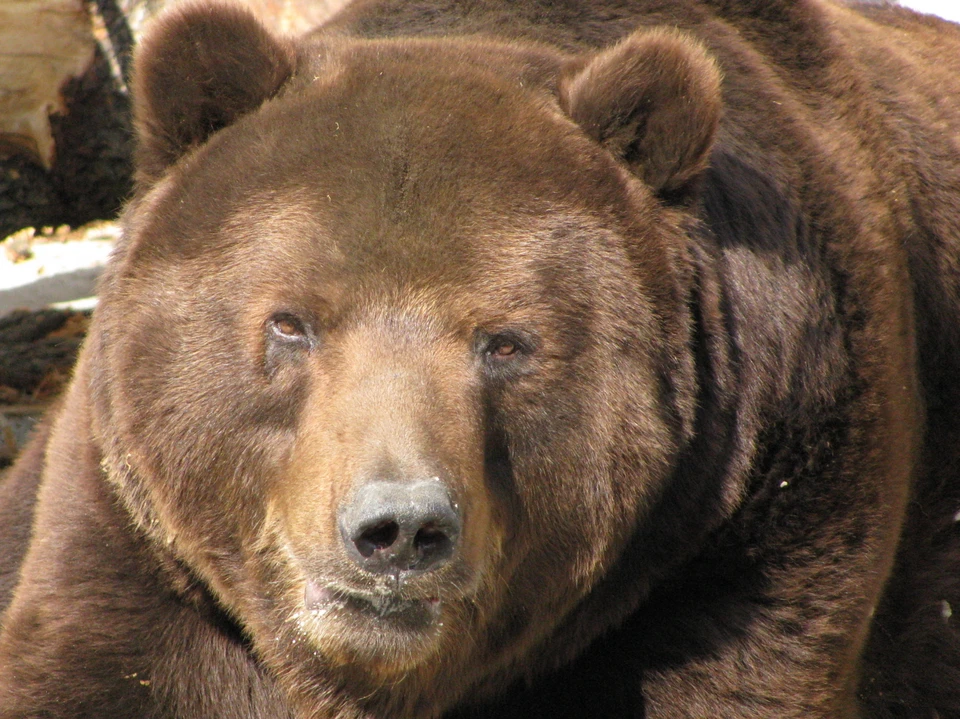 Стали известны подробности нападения медведя на группу из тринадцати туристов в Ергаках