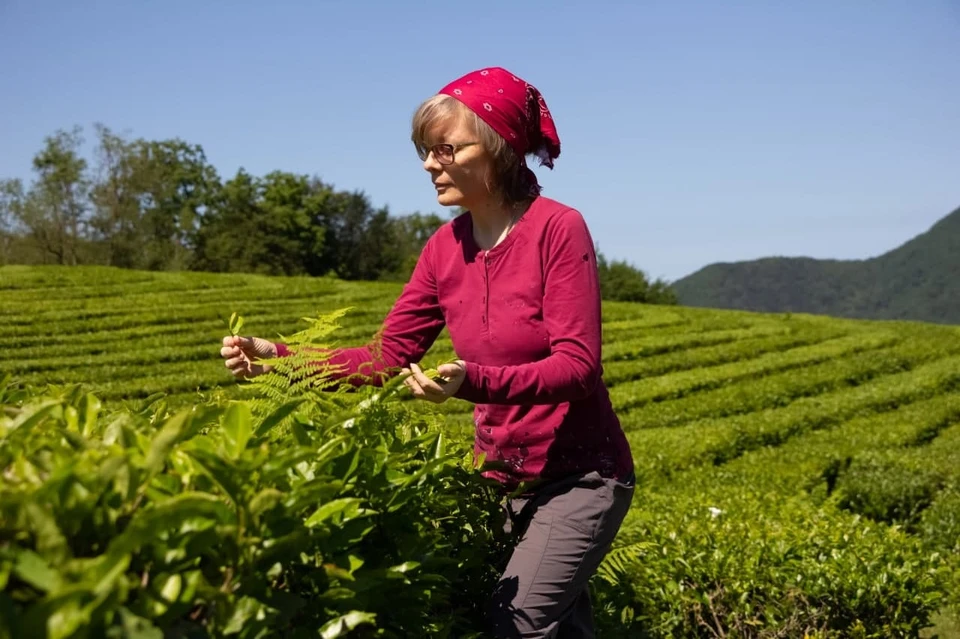 Корреспондент "КП" на трудится не чайной плантации