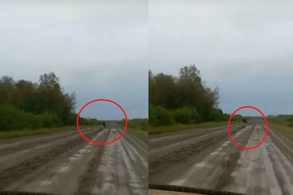 В Новосибирской области автомобилисты заметили на дороге медведя. Фото: Кадр из видео