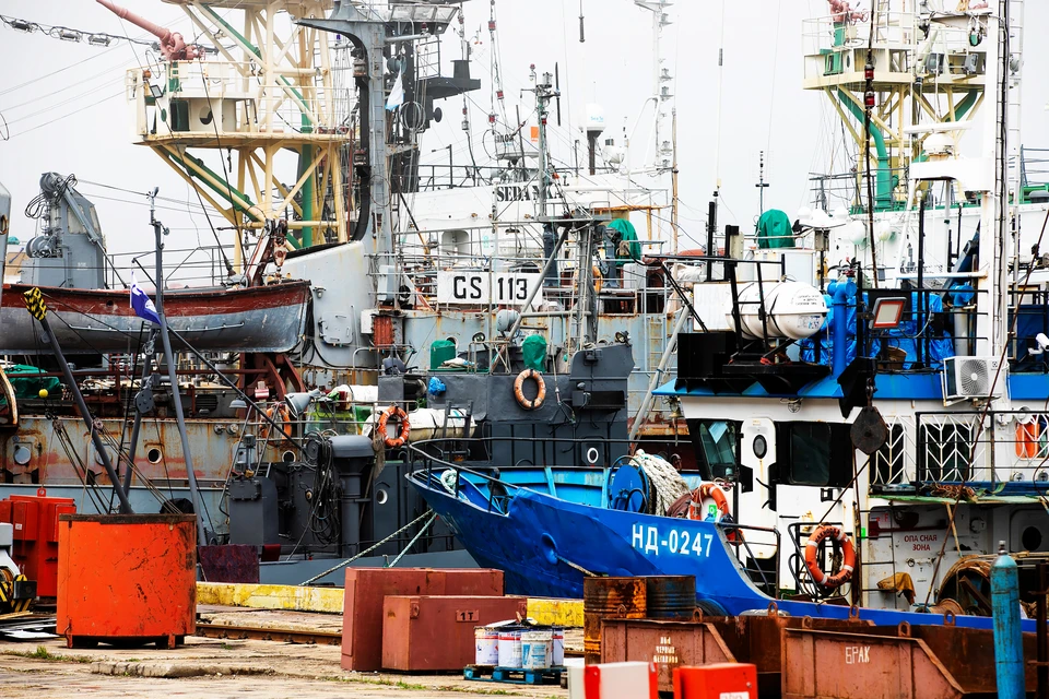 Приморские рыбаки уже добыли 2 128 тонн сардины иваси и 976 тонн скумбрии