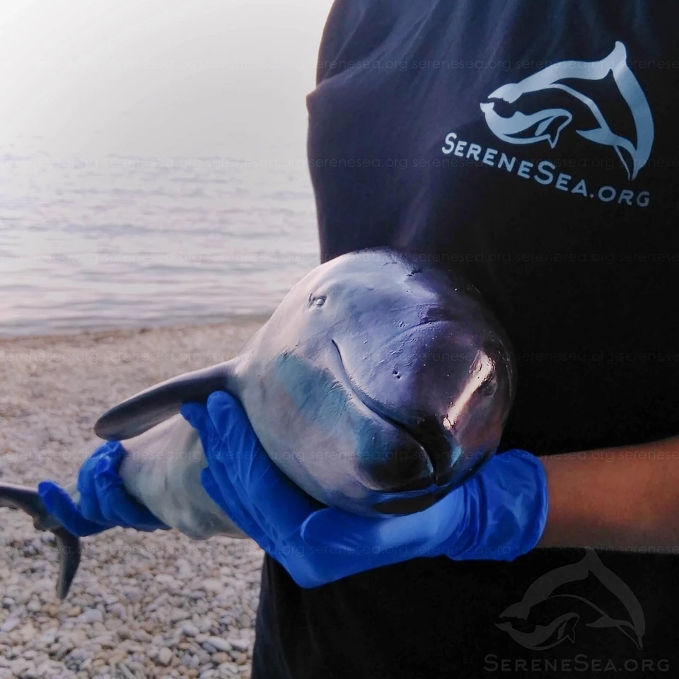 Азовку не удалось спасти. Фото: Центр реабилитации дельфинов «Безмятежное Море»/VK