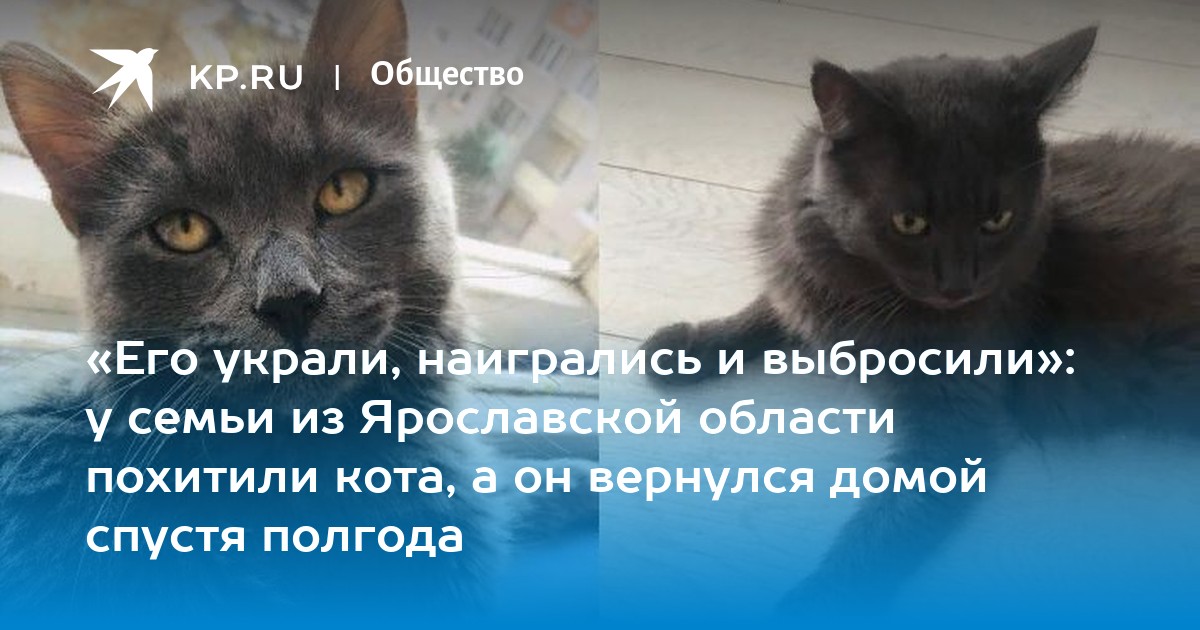 Украли кота. Кот украл. Кота похитили. Фф похищенный котик. Похищение кота заявление.