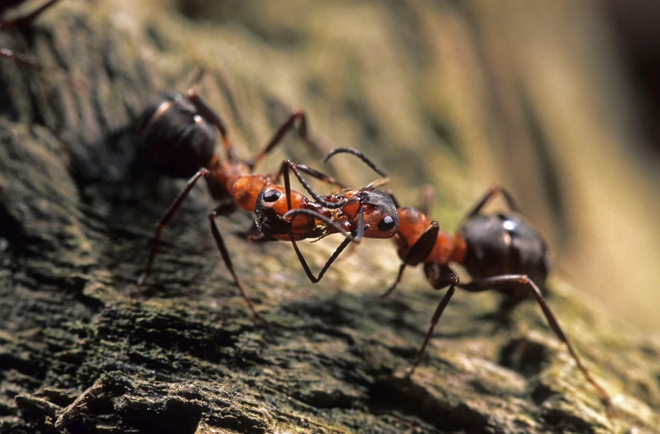 В США из-за расизма переименуют мотыльков и муравьев