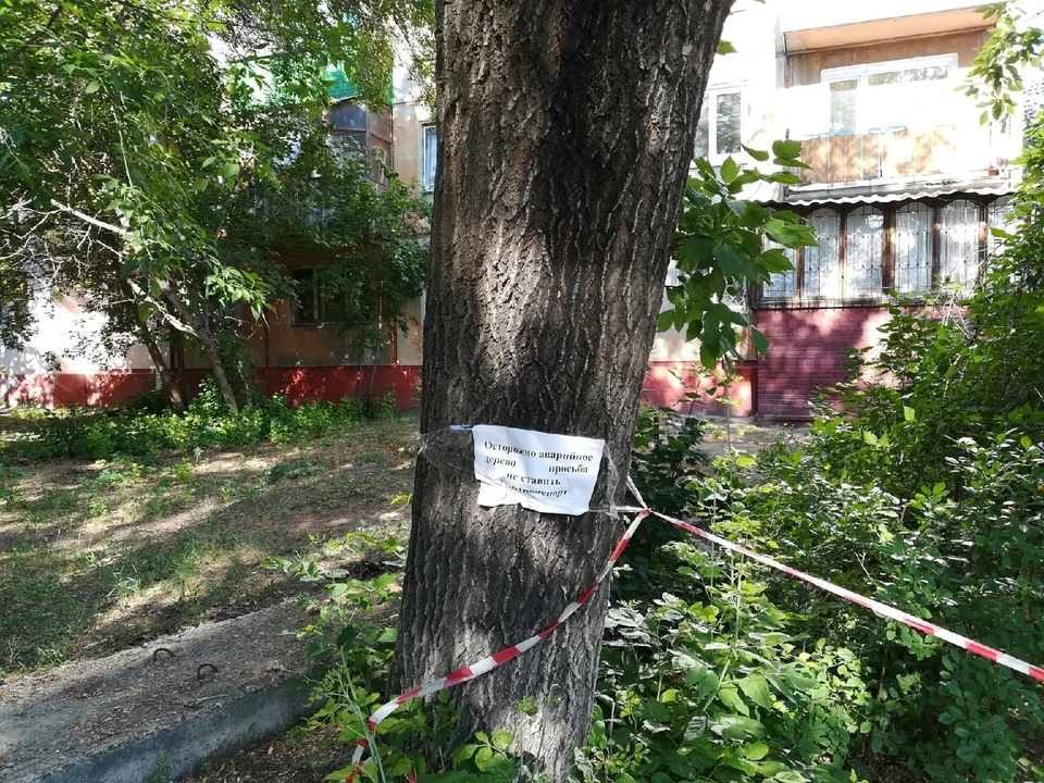 На деревьях даже повесили объявления: «Осторожно, аварийное дерево. Просьба не ставить машины»