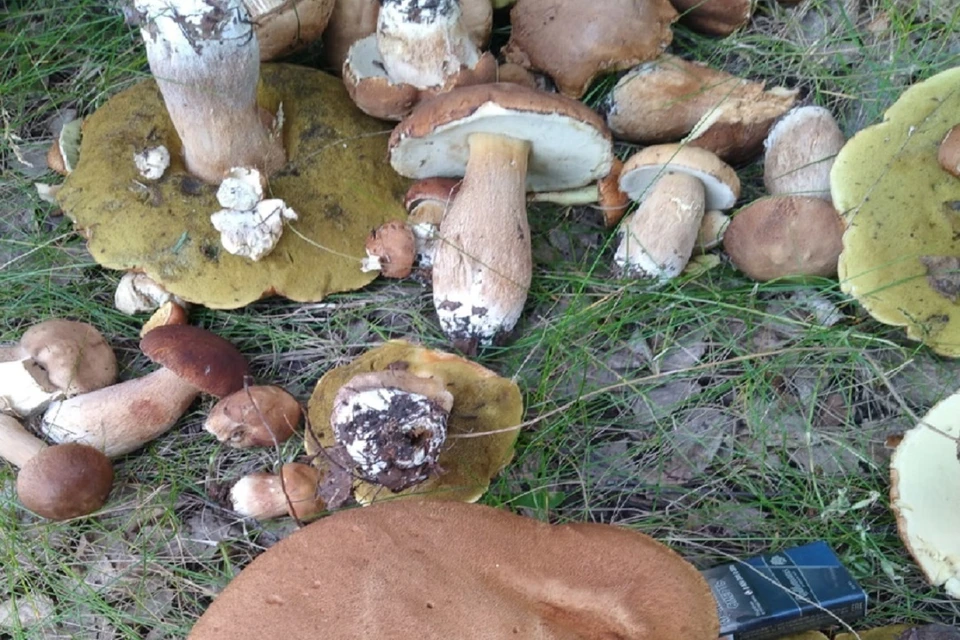 Белый гриб растет в бору (64 фото)