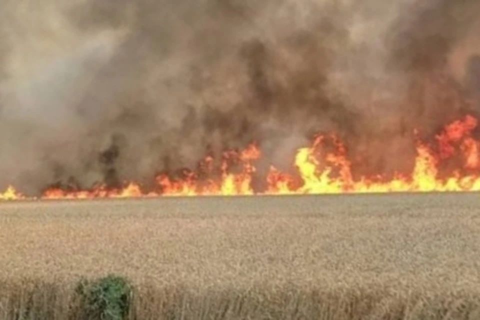 В Новоалександровском округе огонь уничтожает поля. Фото: социальные сети