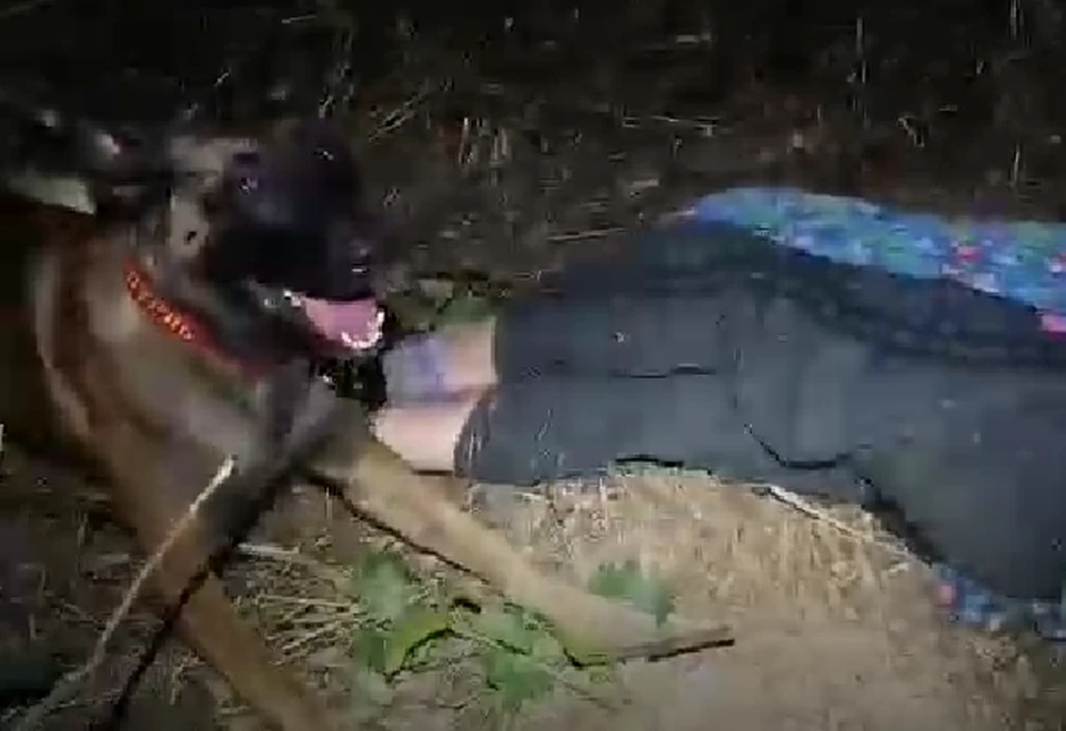 Фото: скриншот видео