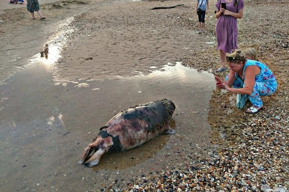 На берегу Каспийского моря снова нашли тело редкого тюленя. Фото: социальные сети