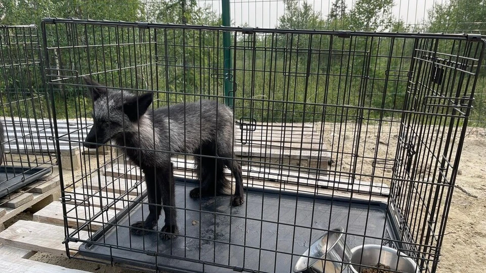 В приюте ее назвали лисичкой. В Салехарде бегает лиса.