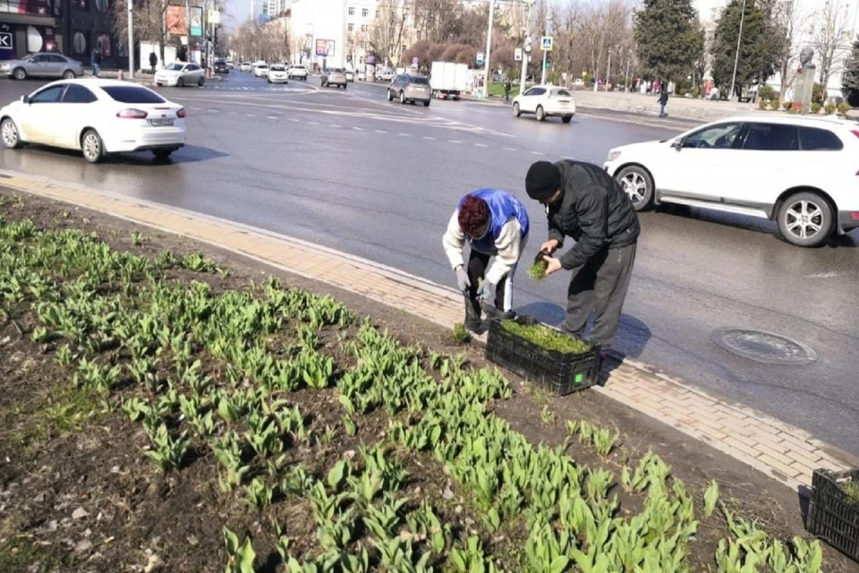 Степные цветы украсят городские клумбы в следующем году. Фото: администрация Ростова-на-Дону