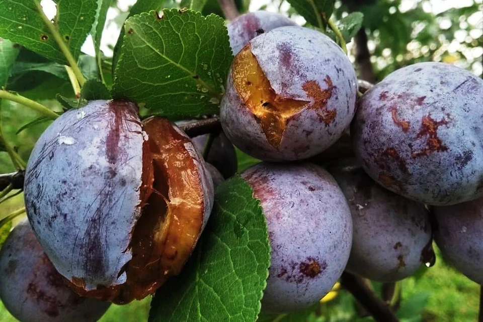 Стихия повредила серьезно повредила виноградные грозди. Фото: instagram.com/v.v.tsyban