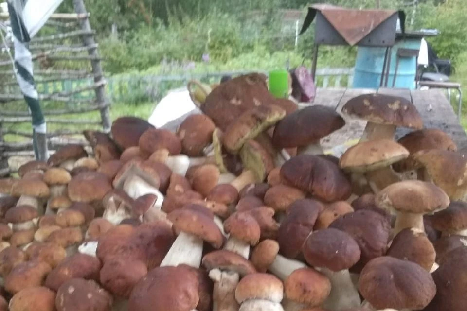 Белых грибов в Мурманской области в этом году много. Фото: Жанна Гачкина