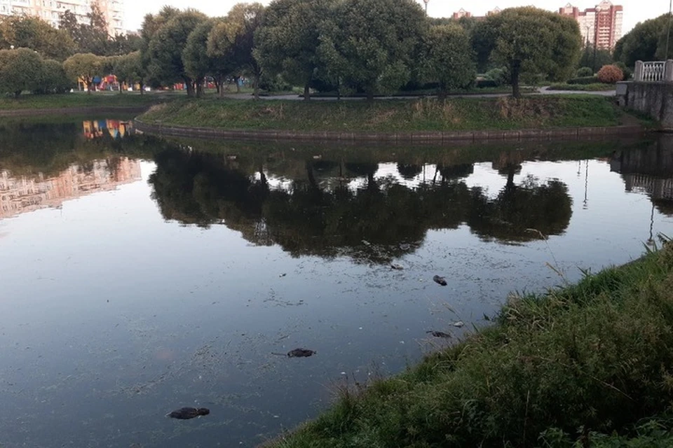 Причина массовой гибели птиц пока не известна. Фото: «ДТП и ЧП | Санкт-Петербург | Питер Онлайн | СПб»