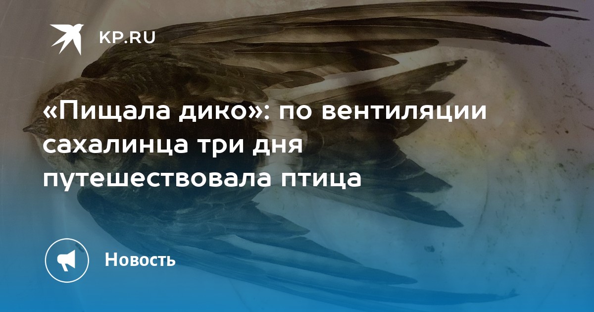 Ответ на пост «Когда ищешь запах в квартире и, наконец, находишь» | Пикабу