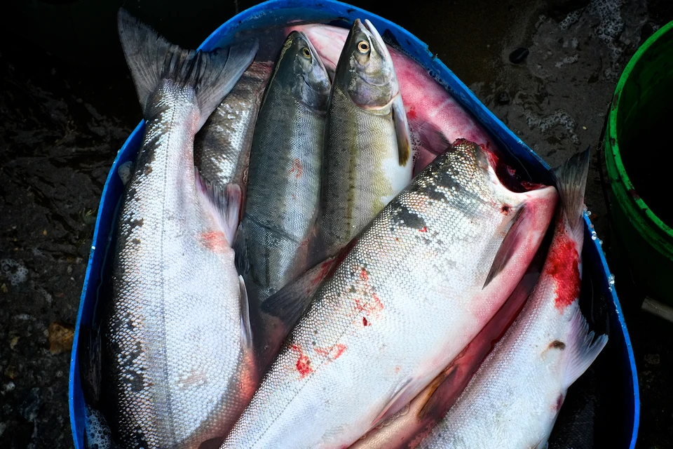 В 17 муниципалитетах рыбаков, пойманных с кетой, будут штрафовать