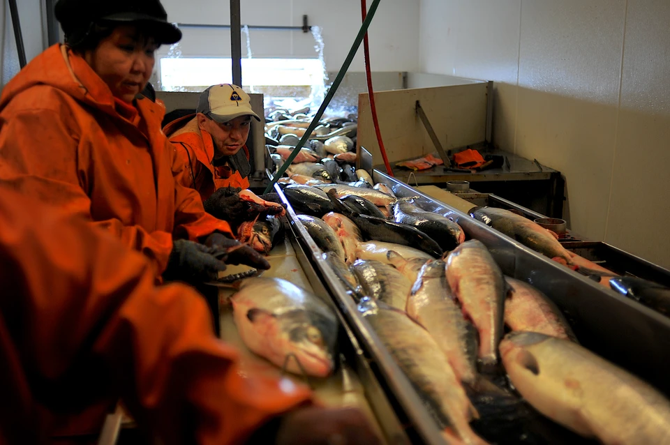 В Ногликский район прибыло больше тысячи сезонных рыбаков, но работа есть не у всех