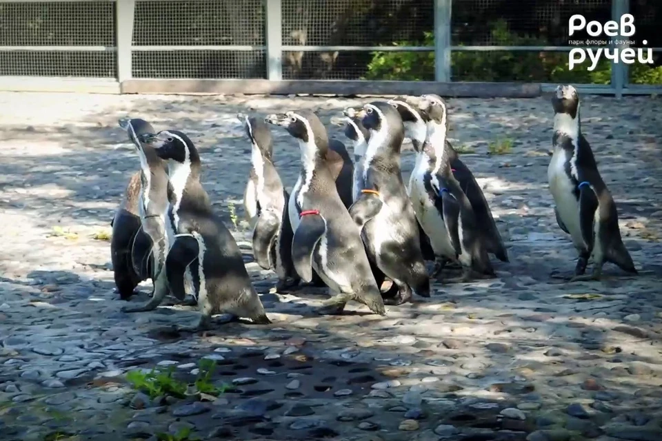 В красноярский зоопарк на ПМЖ переехали 8 московских пингвинов. Фото: "Роев ручей"