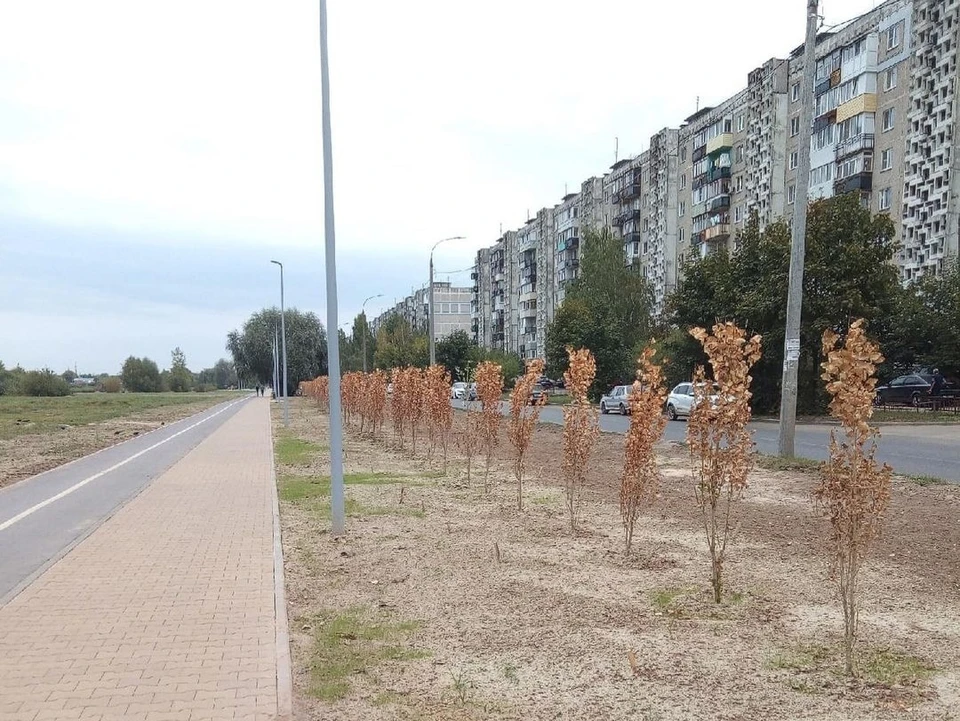 Так выглядит озеленение в новом сквере на Автозаводе.
