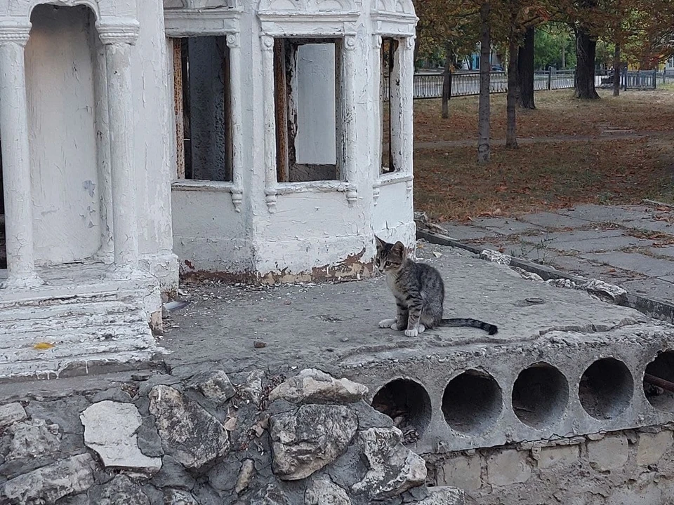 Котенок у макета церкви