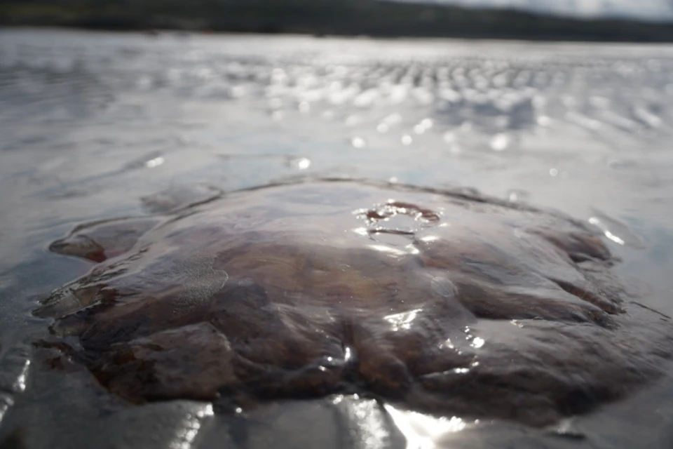 Медуз нашли на полуостровах Средний и Рыбачий. Фото: www.tv21.ru/ Александр Коцага