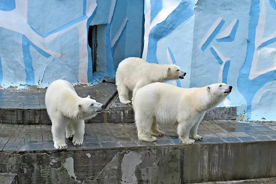 Белые медвежата Норди и Шайна родились в Новосибирском зоопарке в 2018 году.