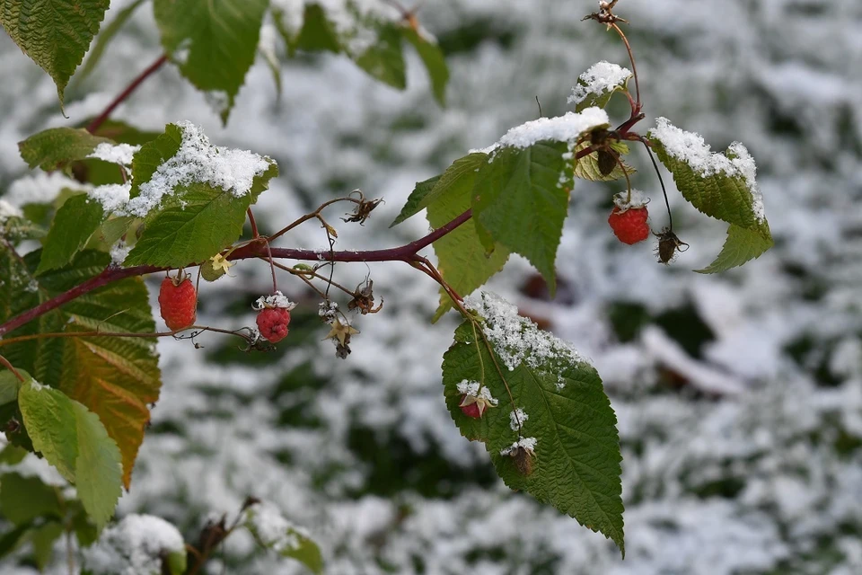 Синоптики предупредили новосибирцев о заморозках до -2 градусов.