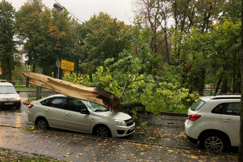 В Петербурге начали падать деревья из-за штормового ветра. Фото: vk.com/spb_today