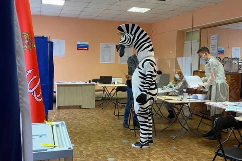 "Зебра" пришла на избирательный участок в Петербурге