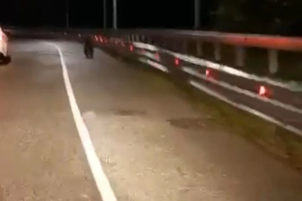 Бегущего по трассе медвежонка заметили в Красной Поляне. Фото: кадр из видео