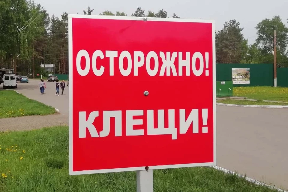Больше 9700 человек за этот год пострадали от присасывания клещей
